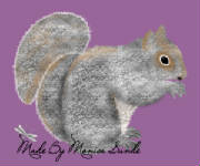 ms_squirrel.jpg